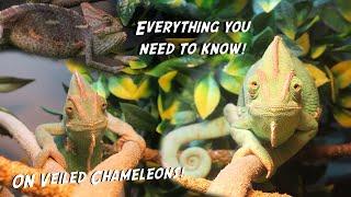 How To Care For Veiled Chameleons  FULL Care Tutorial