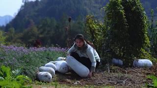 Harvesting 100KG of GIANT Winter Melon It Takes 9 Months from Seedling