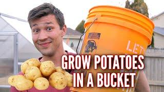 How to Grow POTATOES in a 5 GALLON BUCKET