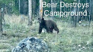 BEAR DESTROYS Campground in Stanley Idaho - SILLY BEAR