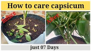 how to care capsicum plant  #theagriculture #capsicum