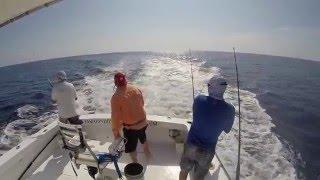 Huge Blue Marlin Catch and Release.