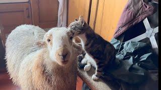 Cat Trying To play and eat pet Lamb