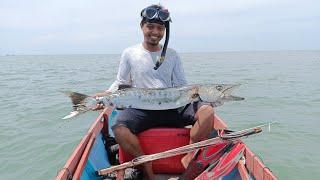 Spearfishing Indonesia  10 Kilo Barracuda Monster Tarakan @WAIKI58