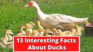 13 Interesting Facts About Ducks  Global Facts