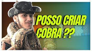 Como COMPRAR uma COBRA CORUJA LAGARTOS e TARTARUGAS do JEITO CERTO LEGALIZADOS  Vida ANIMAL