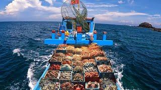 Lặn Biển Ở Độ Sâu 25 Mét - Bắt 100KG Cá Kình Sau 2 Giờ  diving for seafood in vietnam