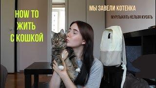 МЫ ЗАВЕЛИ КОШКУ  все что нужно знать перед тем как завести котенка