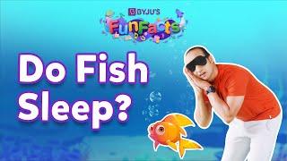 Do Fish Sleep?  BYJUS Fun Facts