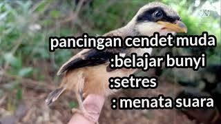 suara anaan cendet belajar bunyicukup 5 menit cendet lain ikutan bunyi....