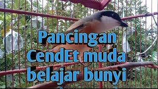 Pancingan CendEt muda belajar bunyi #cendet #cendetgacor #pancingancendet