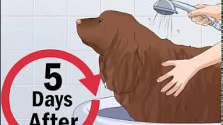 How to Clean a Mother Dog After She Gives Birth