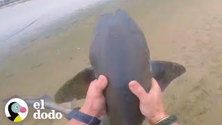 Hombre rescata a 3 tiburones con sus manos  El Dodo