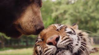 Discovering Animal Bonds  Animal Adventures Full Episode