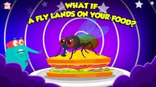 What Happens When A Fly Lands On Your Food?  Unhygienic Food for Toddlers  The Dr. Binocs Show