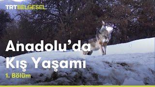 Anadoluda Kış Yaşamı  1.Bölüm  TRT Belgesel