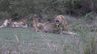 Older lion cubs teach kids not to bite Dad