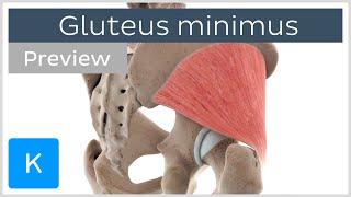 Functions of the gluteus minimus muscle preview - Human Anatomy  Kenhub