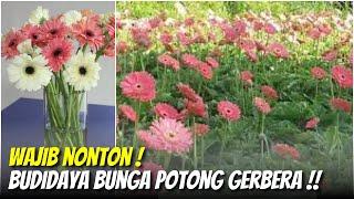 Cara Menanam dan Merawat Bunga Gerbera