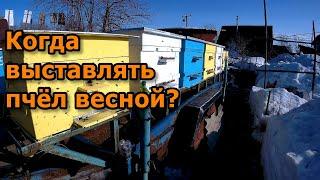 Когда выставлять пчёл весной? Лучший метод.