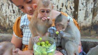 Challenge to eat lotus fruit No one beats baby Angela she eat fast & keep it full in her mouth