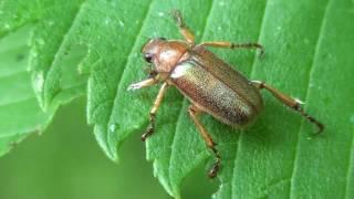 May Beetle Scarabaeidae Dichelonyx on Elm Leaf