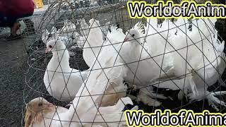 Beautiful pigeons in saudi arabia market