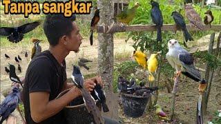 VIRAL_PELIHARA RATUSAN BURUNG TANPA SANGKAR