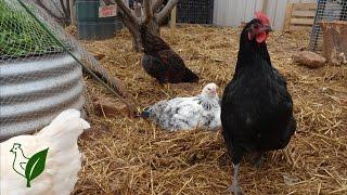 How to Keep Happy Healthy Chickens in Small Spaces