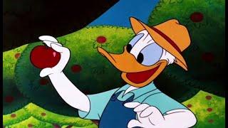 ᴴᴰ Pato Donald y Chip y Dale dibujos animados - Pluto Mickey Mouse Episodios Completos Nuevo 2023