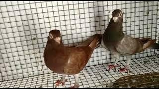 Short Beak  Pigeons Pair