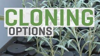 Cloning Plants—You Have Options