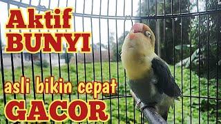 lovebird aktif bikin NYAUT cocok buat masteran lovebird pancingan gacor rajin ngekek