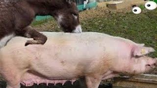 الحمار والخنزيرّ حيوانات ولكن؟اكتشف الحقيقة المذهلة قناة سفاري عربي donkey and pig