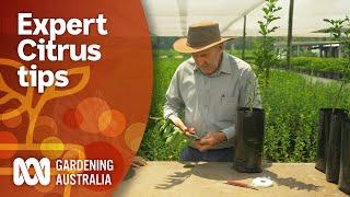 Top tips for growing a healthy and productive citrus tree  Gardening 101  Gardening Australia