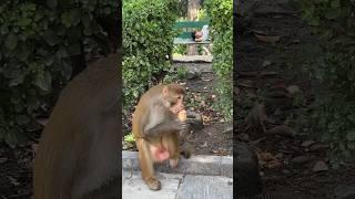 a monkey eating ice cream 