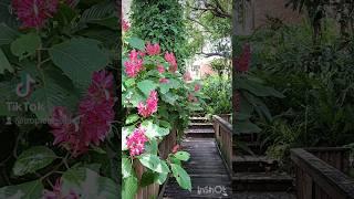 Ginger fire candles #plants #plantlover #shortvideo #nature #beauty #shorts #flowers #имбирь