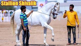 मारवाड़ी अश्व शिवालिक  Stallion Shivalik - Patel Farm Ahmedabad 