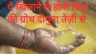 मछली के स्पॉन  छोटे बच्चे को कैसे फ़ीड कराएं How to feed a fish spawn