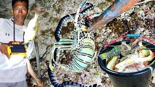 Gara² hewan ini Jari tangan nyaris putus akibat salah Nombak Berburu Lobster belut gurita & ikan