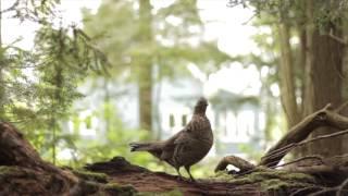 RUFFED GROUSE DRUMMING sound & video