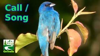 Indigo bunting song  call  sounds  Bird