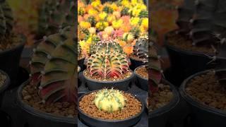 The Gymnocalycium Cactus  And Their MARVELOUS Mutations