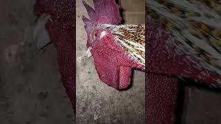 Kokok ayam Pelung Cengkok Unik 