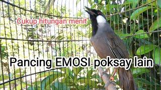 Masteran Burung POKSAY HONGKONG  Pancingan ampuh poksay malas Bunyi..