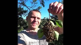 The largest swarm of bees in the world