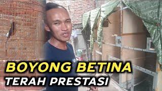 BELI‼️ MURAI BATU BETINA TERAH PRESTASI paramex