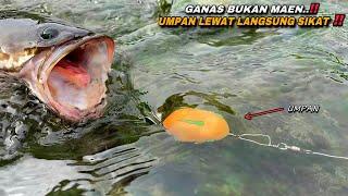 Mancing ikan gabus monster di air dangkal umpan turun langsung sikat