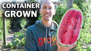 How to Grow WATERMELONS in CONTAINERS Cheap and Easy Patio Gardening