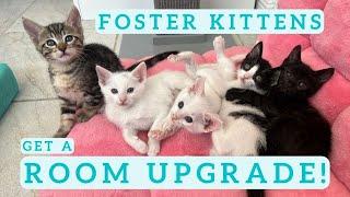 Foster Kittens Exploring Their New Room SO CUTE